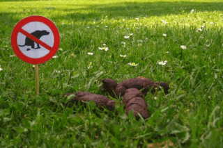 crottes